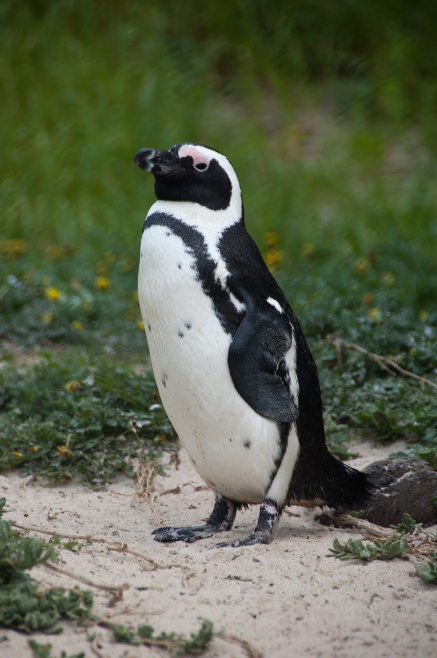 Boulders Beach penguins