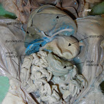 fetal_pig_digestive_labeled.jpg