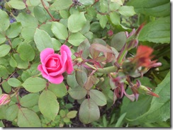 DSCF0521 DSCF0521