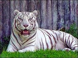 [white-tiger%255B3%255D.jpg]