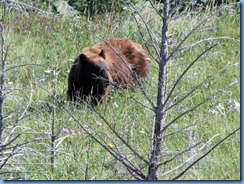 1321 Alberta Red Rock Parkway - Waterton Lakes National Park - a grizzly bear