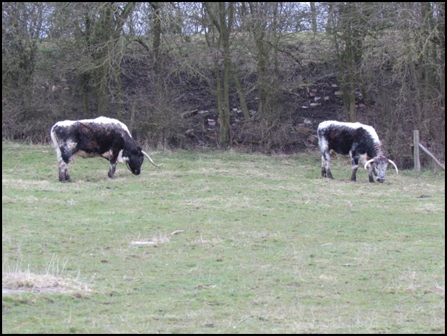 Long Horn Cattle