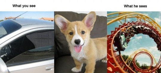 [what-you-see-animals-c601d2%255B2%255D.jpg]