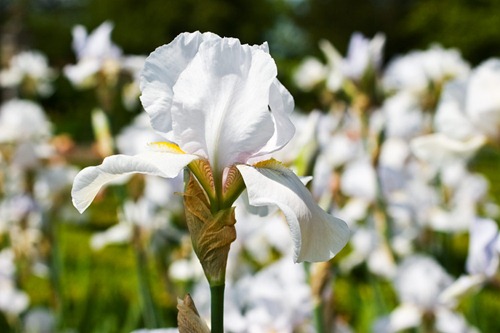 Irises-6