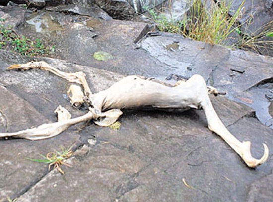 [Mysterious_Creatures_06%255B2%255D.jpg]