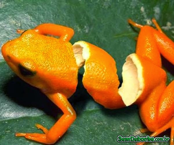 ISSO É UMA CASCA? ISSO É UMA CASCA?