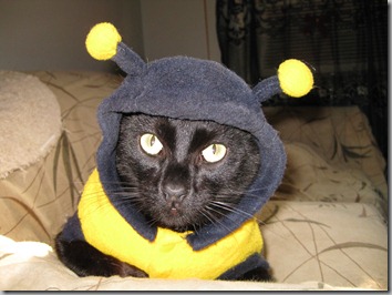 Bee cat