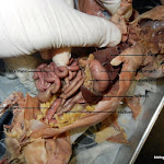 rat_digestive.JPG