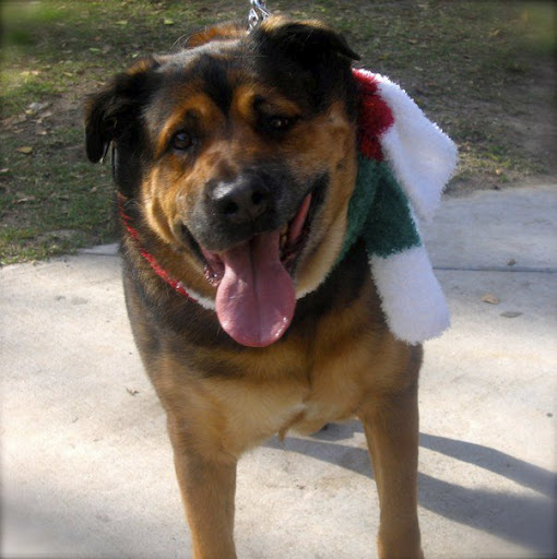 Roxie here would be happy to help you shed pounds as she'd like to shed a few too! Studies show that walking the dog 20 minutes a day, 5 days per week resulted in an average loss of 14 pounds per year. Roxie is ready and waiting to be adopted and be your personal trainer right now. Roxie here would be happy to help you shed pounds as she'd like to shed a few too! Studies show that walking the dog 20 minutes a day, 5 days per week resulted in an average loss of 14 pounds per year. Roxie is ready and waiting to be adopted and be your personal trainer right now.