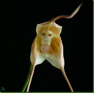 DRACULA VERTICULOSA DRACULA VERTICULOSA