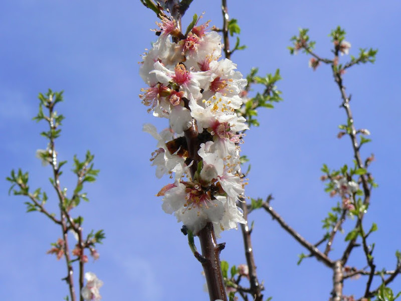 В Иерусалиме снег!!!!