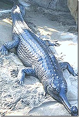 Crocodilia-Gavialis