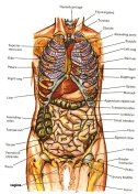 Complejidad del cuerpo humano Complejidad del cuerpo humano