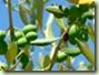 immature-green-olives_85_thumb immature-green-olives_85_thumb