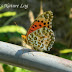 Nymphalidae%25252c%252520argyreus%252520hyperbius%25252c%252520indian%252520fritillary