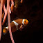 Clownfish