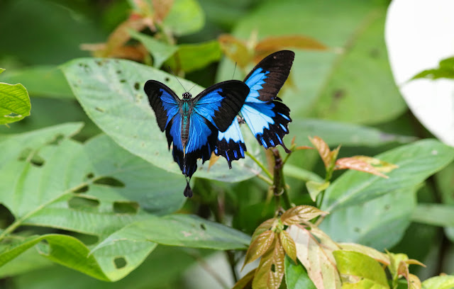 Papilio ulysses telegonus C. & R. FELDER, 1860, mâles. Balitro, Pulau Bacan (Moluques, Indonésie), 7 septembre 2013. Photo : Eko Harwanto