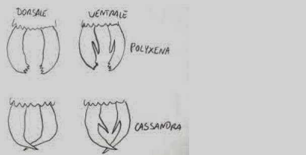 Comparaison des genitalia de Z. polyxena et Z. cassandra