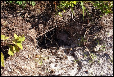 03e5 - Eagle Walk - Gopher Tortoise Burrow entrance