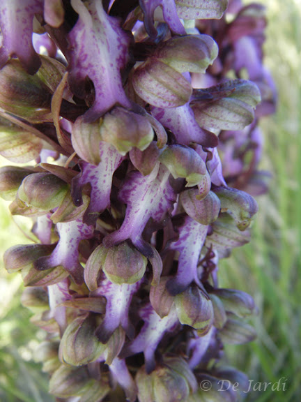 2012_03080004.jpg