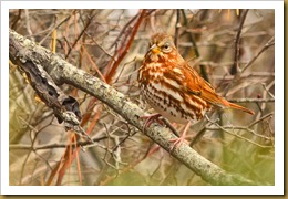 - Fox Sparrow D7K_8773 November 17, 2011 NIKON D7000