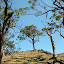 Stunted Eucalyptus trees near the trailhead