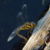 P1140239