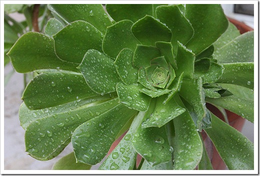 120120_aeonium1