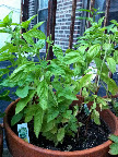 If I don't do something with this basil soon . . . If I don't do something with this basil soon . . .