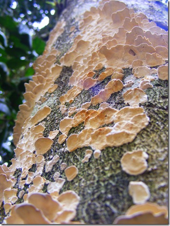 2010_1110azulpava0007