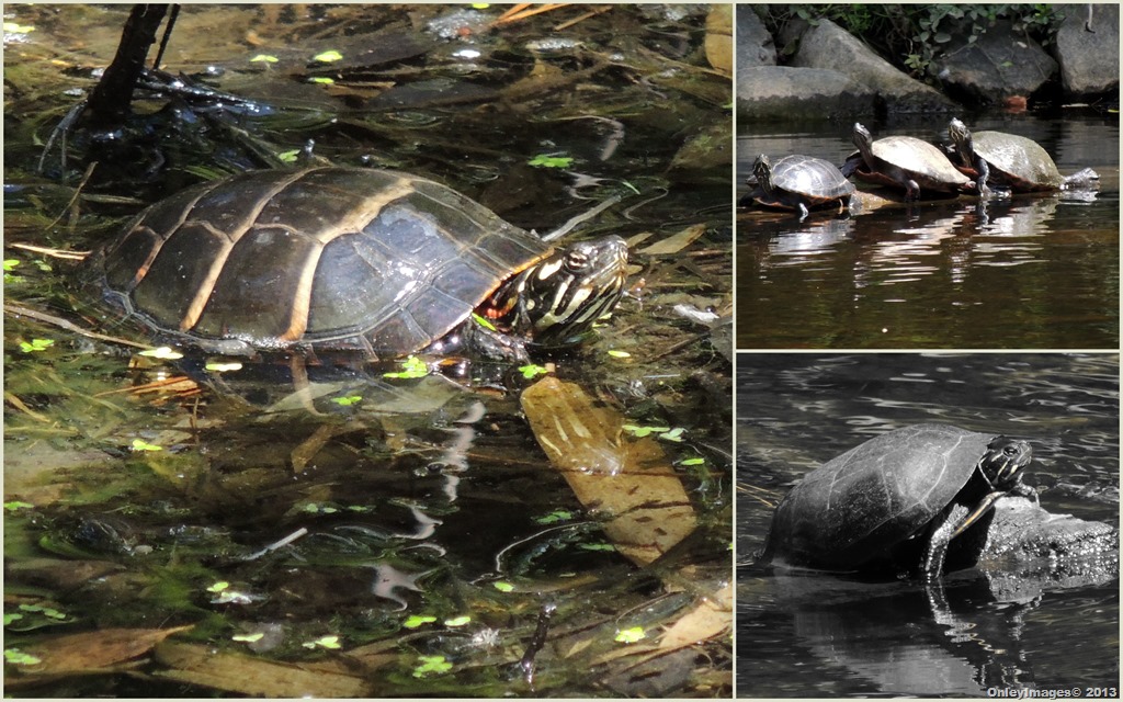 [turtle-collage14.jpg]