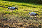 Störche (bei Kolkes) Osterholz