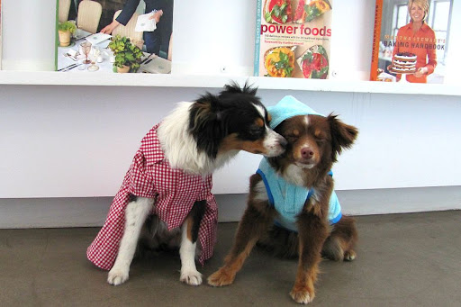 Rafa and Bella bring puppy love to a new level of adorable in their fashionable attire. “I like a feminine yet retro look,” barks Bella, “Rafa, on the other paw, chooses comfort,” she teases. Rafa and Bella bring puppy love to a new level of adorable in their fashionable attire. “I like a feminine yet retro look,” barks Bella, “Rafa, on the other paw, chooses comfort,” she teases.