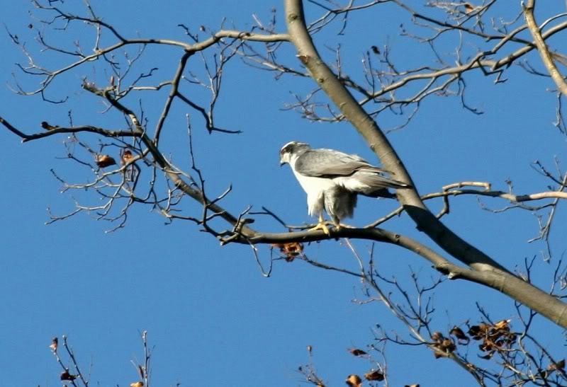 [Goshawk%255B3%255D.jpg]