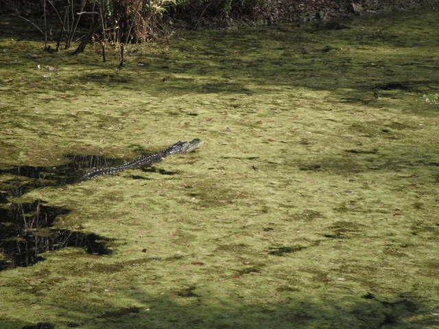 [gators%255B2%255D.jpg]