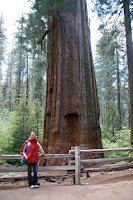 Kristy and the redwood