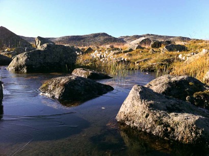 Frozen bog