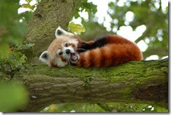 Red_Panda_in_a_Tree_Y_A_W_N_I_N_G!