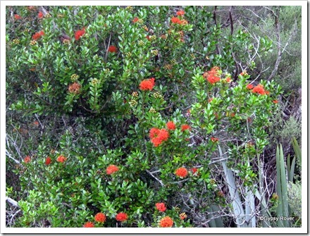 Southern Rata vine which flowers at a different time to the Rata tree.