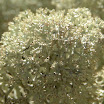 DSCN9600.JPG