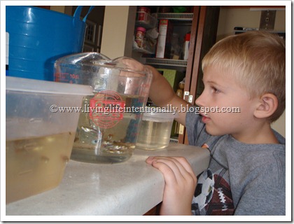 sorting and counting 58 fish! sorting and counting 58 fish!