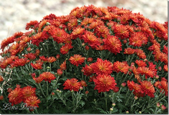 Chrysanthemums_Rust