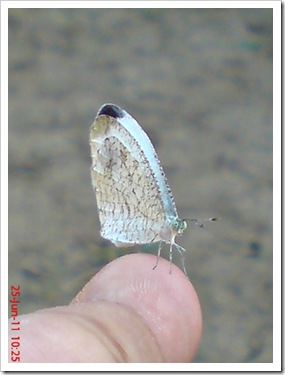 Leptosia nina - Psyche - Kupu-kupu 3