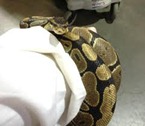 snake on the arm snake on the arm