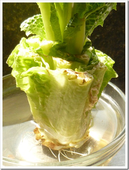 Regrow your own lettuce Regrow your own lettuce