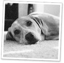 As an adult, while packing for yet another exhausting business trip, and contemplating a career change, Kathy caught a glimpse of her devoted Maggie- sitting by her suitcase with a long face...