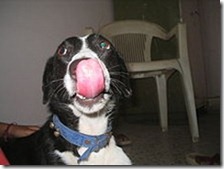 220px-Dog_body_language_licking_nose_(no_food)_drooped_ears