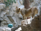 A lion at the MGM Grand.