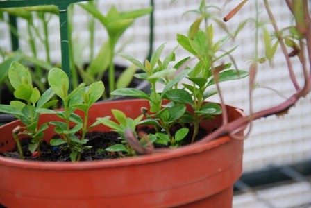 [DSC_0139%255B2%255D.jpg]