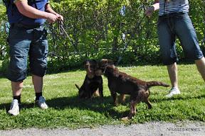 Tysk Jaktterrier Tysk Jaktterrier